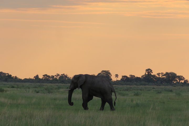Tour de 2 noches por el Delta del Okavango Mokoro WildCamping, todo incluido