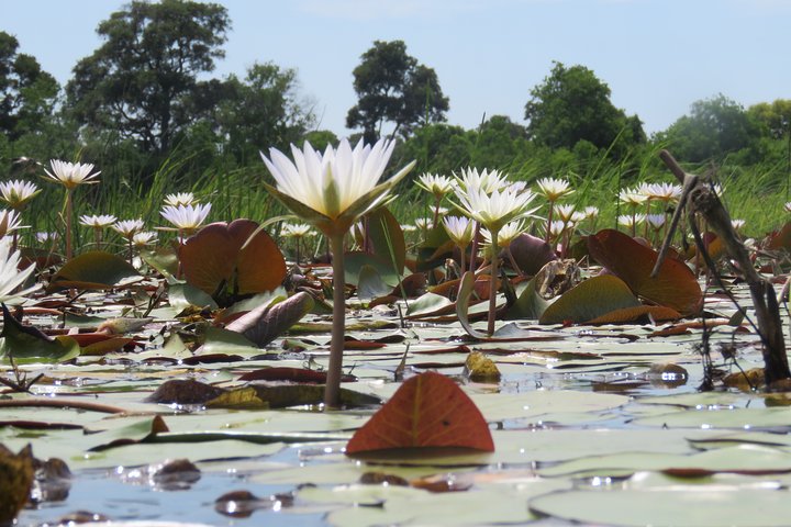 Tour de 2 noches por el Delta del Okavango Mokoro WildCamping, todo incluido