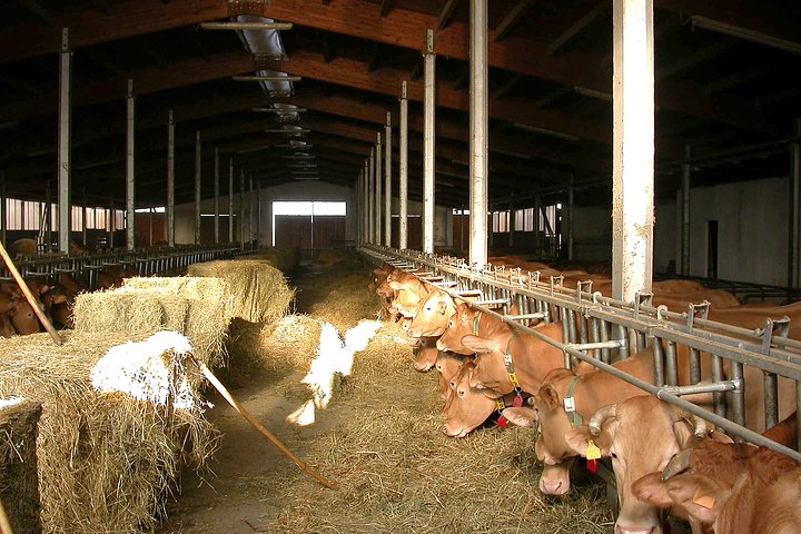 De Parme : Visite de la ferme Parmigiano Reggiano et dégustation avec transfert