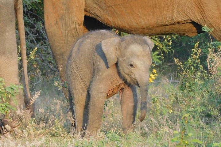 Yala Nationalpark Safari Touren - Halbtages- & Ganztagesausflüge