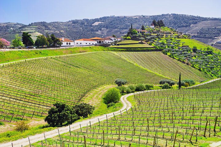Douro Valley Tour : wijnproeverij, cruise en lunch vanuit Porto
