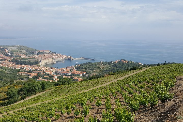 Vandrer i hjertet av de hemmelige vingårdene rundt Collioure, smaker