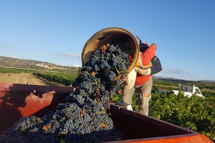 Vandrer i hjertet av de hemmelige vingårdene rundt Collioure, smaker