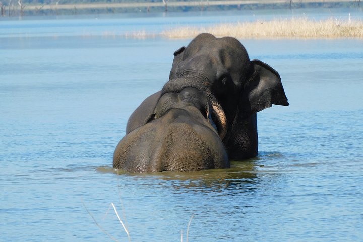 Udawalawe Safari & Olifantenweeshuis bezoek vanuit Hambantota haven