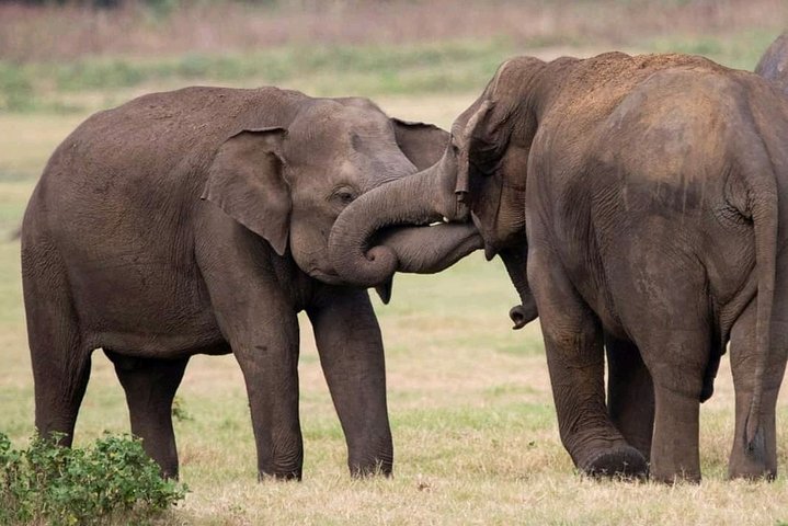 Udawalawe Safari og Baby Elephants besøk fra Hambantota havn