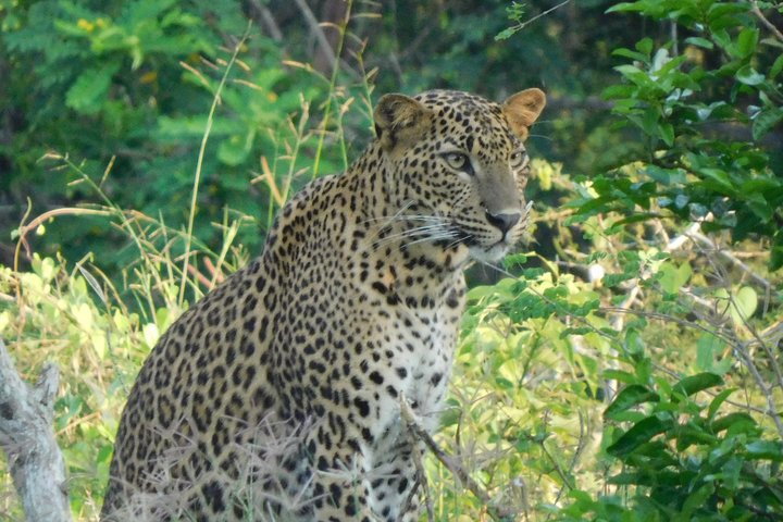 Yala Nationalpark Safari Touren - Halbtages- & Ganztagesausflüge