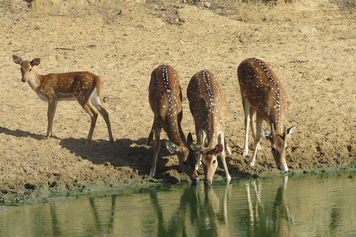 Yala Nationalpark Safari Touren - Halbtages- & Ganztagesausflüge