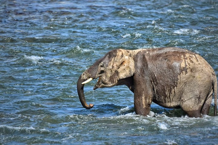 Halvdags jungeltur i Corbett nasjonalpark fra Dhikuli