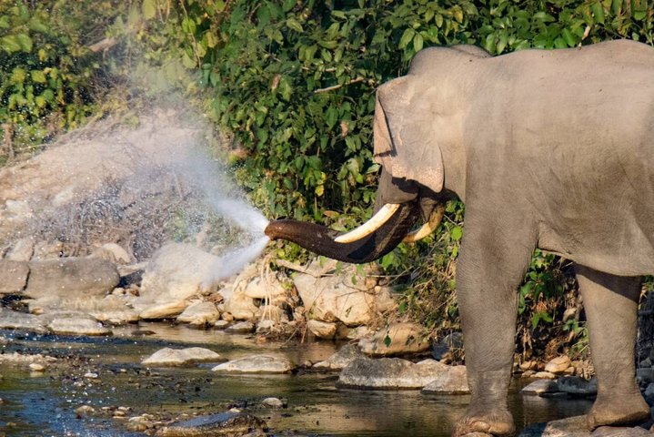 Halvdags jungeltur i Corbett nasjonalpark fra Dhikuli