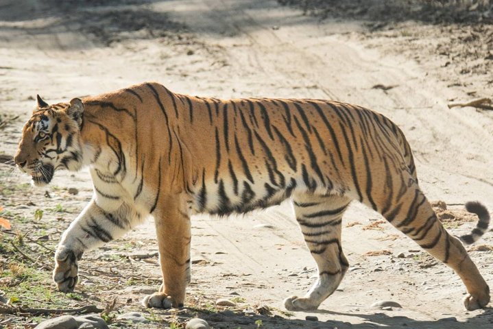 Halvdags jungeltur i Corbett nasjonalpark fra Dhikuli