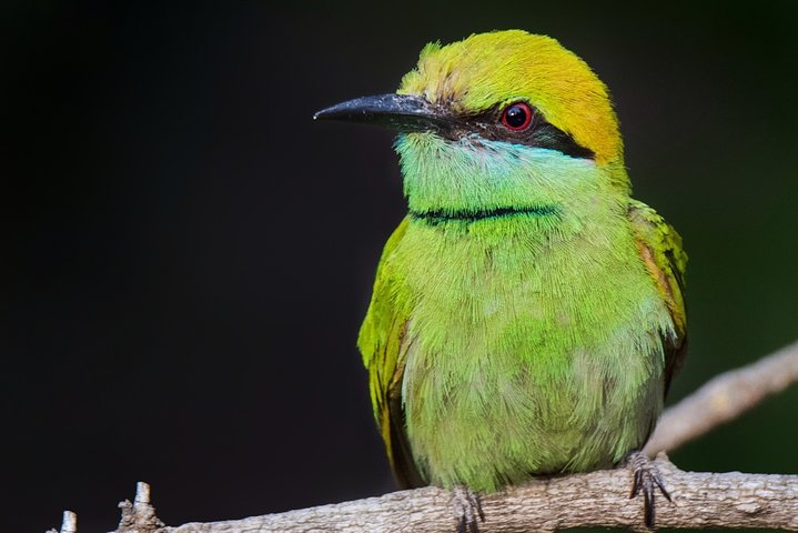 Halvdags jungeltur i Corbett nasjonalpark fra Dhikuli