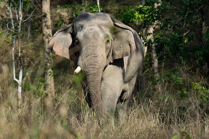 Halvdags jungeltur i Corbett nasjonalpark fra Dhikuli