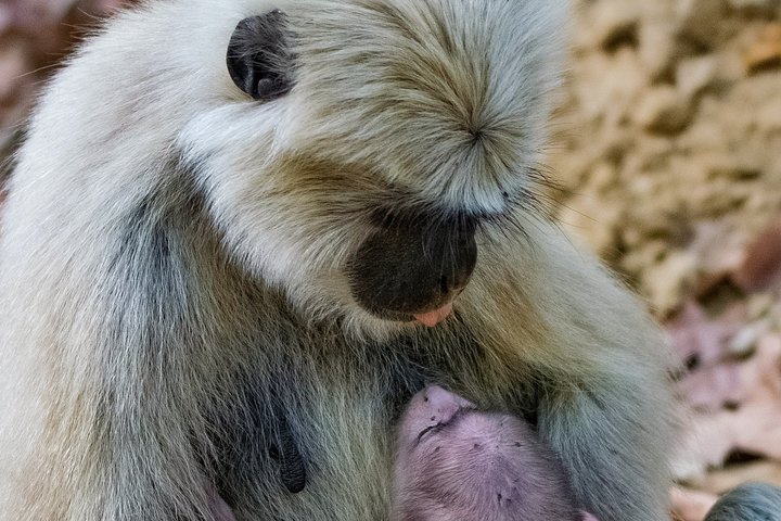 Halvdags jungeltur i Corbett nasjonalpark fra Dhikuli