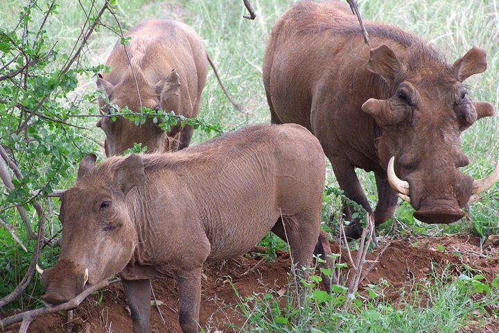 Safari à l'éléphant rouge de 1 jour au départ de la plage de Diani et Mombasa.