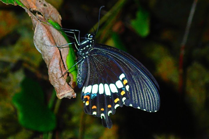 Okinawa Miyako Sternennacht Dschungel- und Wildtiertour mit Abholung