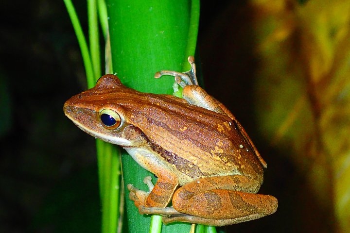 Okinawa Miyako Sternennacht Dschungel- und Wildtiertour mit Abholung
