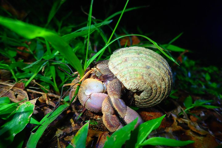 Okinawa Miyako Sternennacht Dschungel- und Wildtiertour mit Abholung