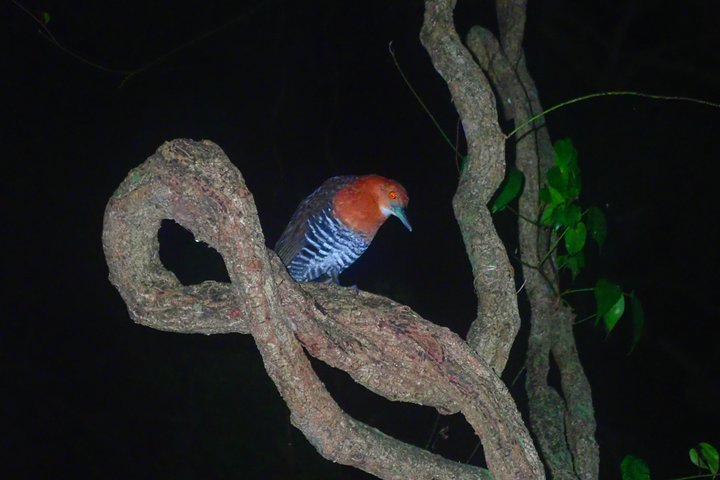 Okinawa Miyako Sternennacht Dschungel- und Wildtiertour mit Abholung