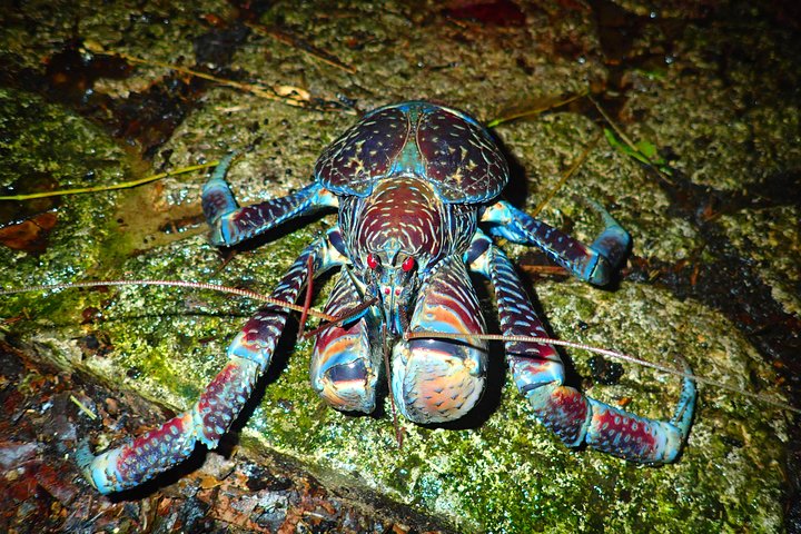 Okinawa Miyako Sternennacht Dschungel- und Wildtiertour mit Abholung
