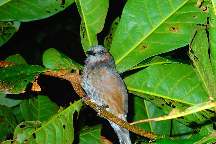 Okinawa Miyako Sternennacht Dschungel- und Wildtiertour mit Abholung