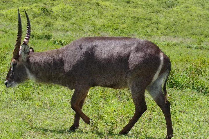 Safari de 2 días Tarangire y cráter del Ngorongoro