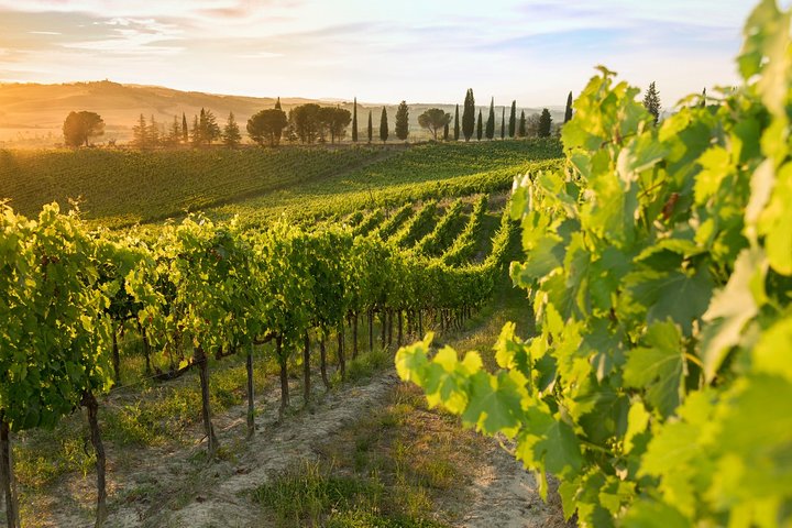 Montalcino: Brunello Weinprobe & Mittagessen in einer toskanischen Burg