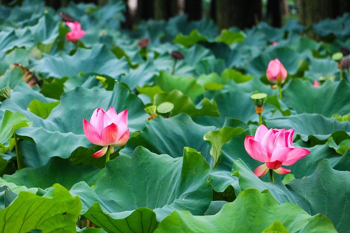 Tour privato del Wuxi Lingshan Buddhist Scenic Spot e Tai Lake
