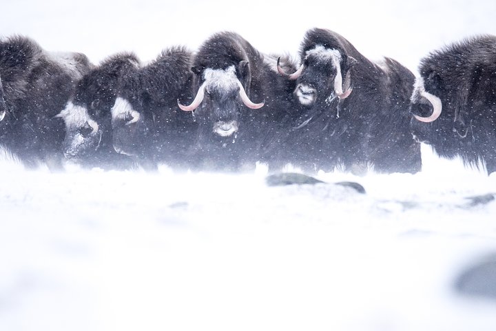 Muskusossensafari in Nationaal Park Dovrefjell, Oppdal Safari