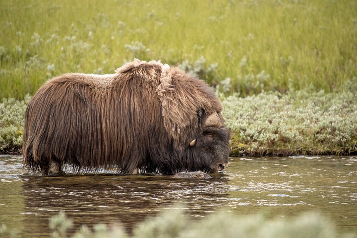 Muskusossensafari in Nationaal Park Dovrefjell, Oppdal Safari