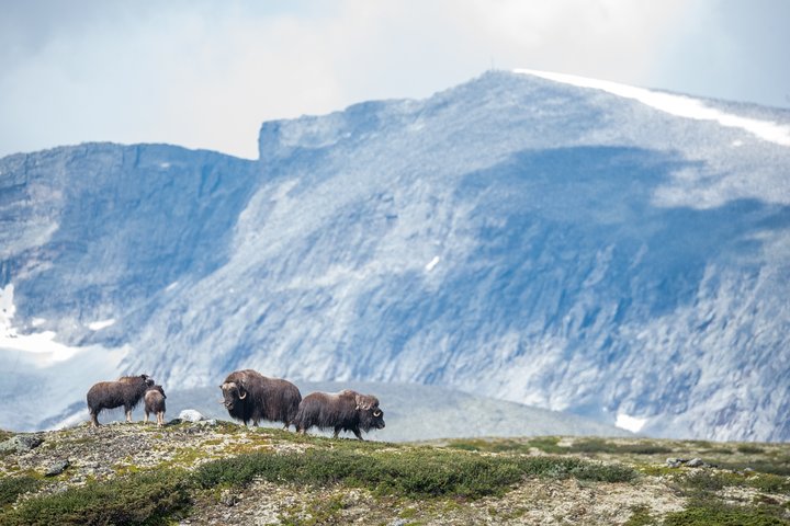 Muskusossensafari in Nationaal Park Dovrefjell, Oppdal Safari