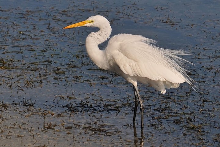 4 Haltestellen | 3 Inseln & Naturpark Ria Formosa – ab Faro
