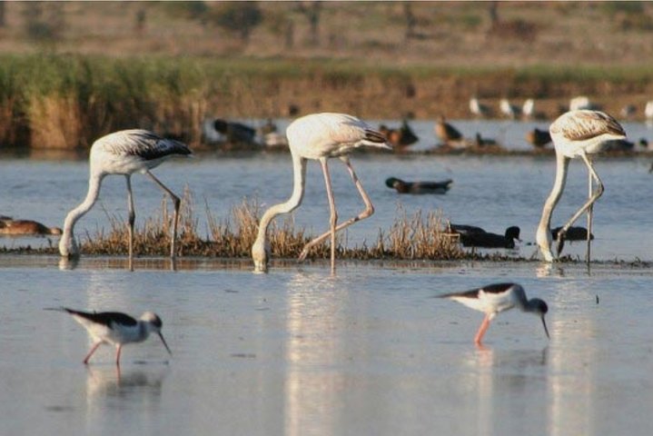 4 Haltestellen | 3 Inseln & Naturpark Ria Formosa – ab Faro