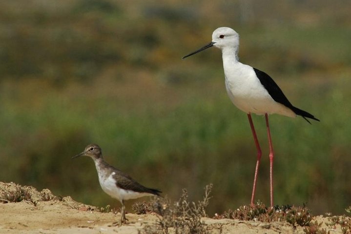 4 Haltestellen | 3 Inseln & Naturpark Ria Formosa – ab Faro