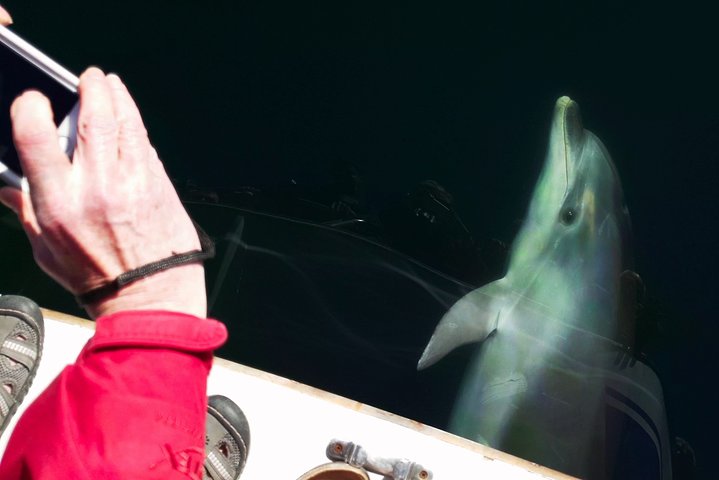 Motuara Wildlife Sanctuary Tour und Delfin-Kreuzfahrt ab Picton