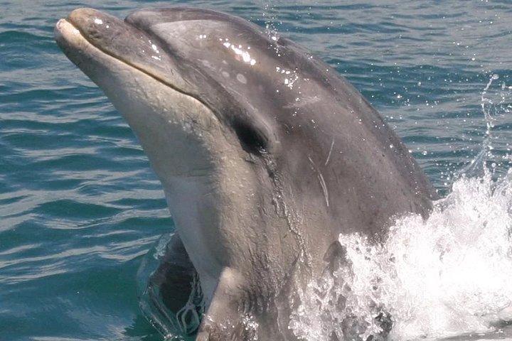Motuara Wildlife Sanctuary Tour und Delfin-Kreuzfahrt ab Picton