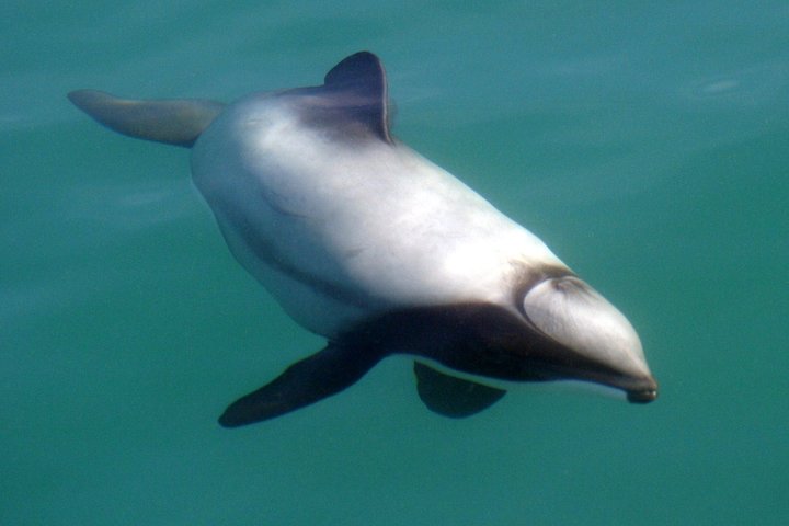 Motuara Wildlife Sanctuary Tour und Delfin-Kreuzfahrt ab Picton