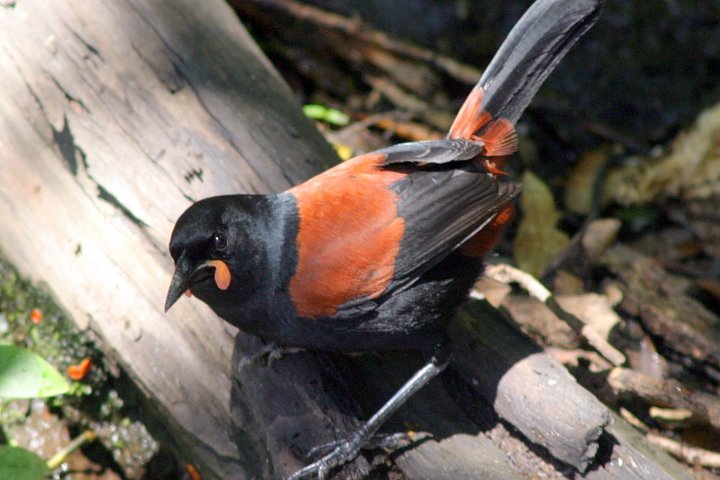 Motuara Wildlife Sanctuary Tour und Delfin-Kreuzfahrt ab Picton