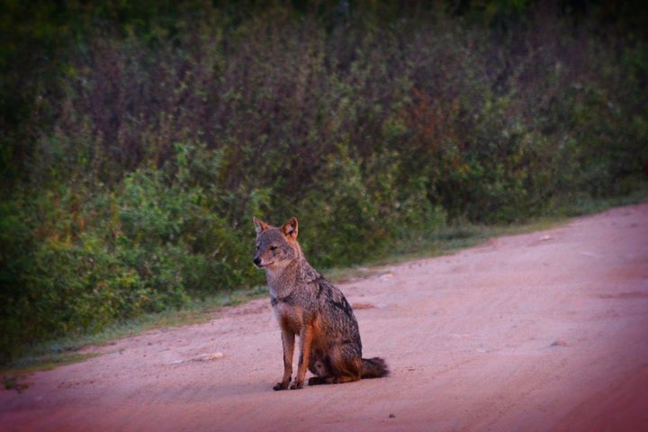 Parco nazionale di Udawalawe — 4 - Safari privato in jeep di 4 ore (ritiro)