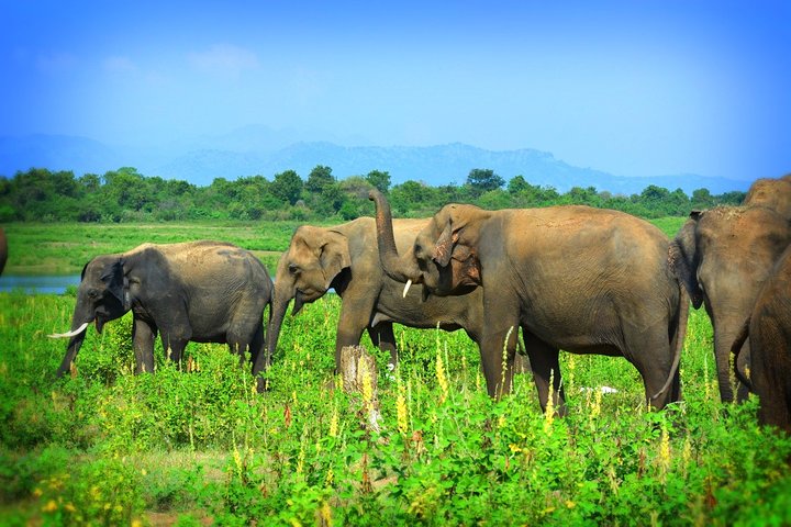 Parco nazionale di Udawalawe — 4 - Safari privato in jeep di 4 ore (ritiro)