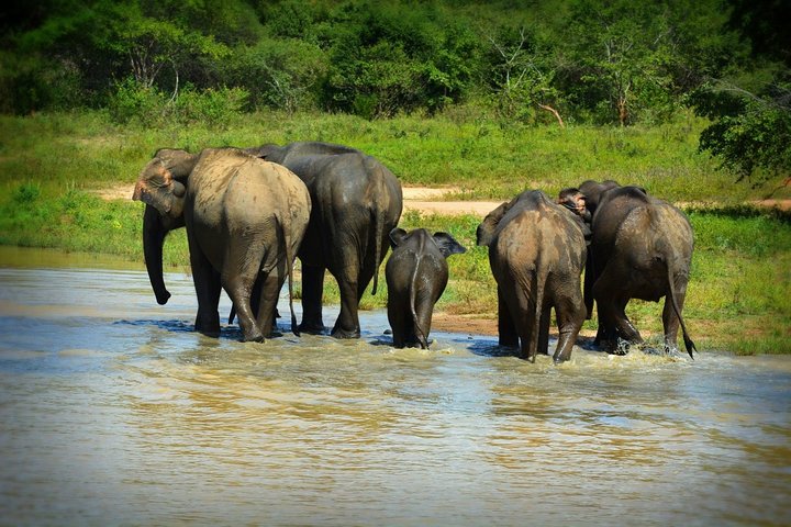 Parco nazionale di Udawalawe — 4 - Safari privato in jeep di 4 ore (ritiro)