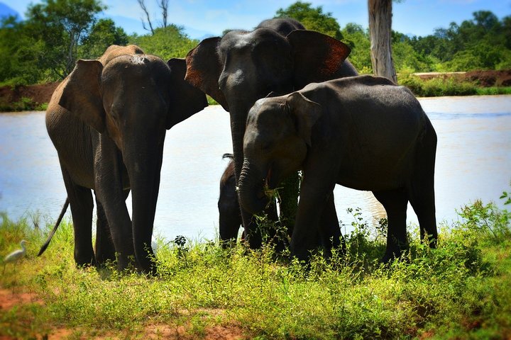 Parco nazionale di Udawalawe — 4 - Safari privato in jeep di 4 ore (ritiro)