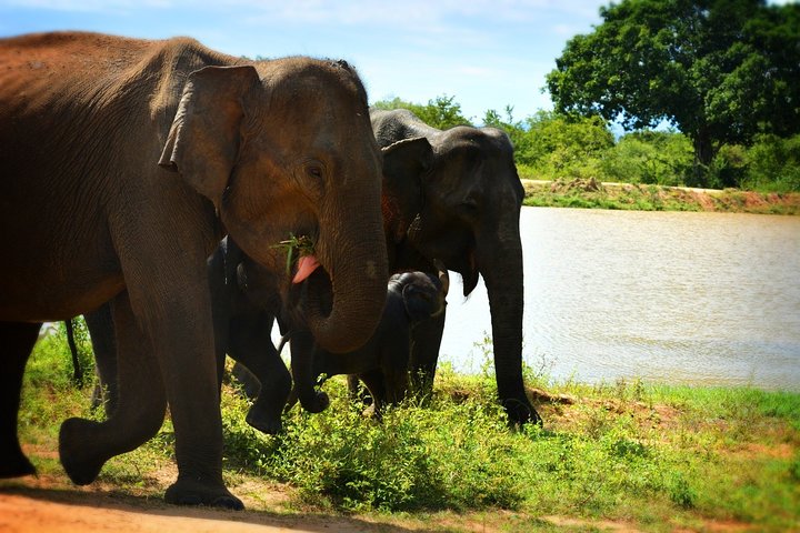 Parco nazionale di Udawalawe — 4 - Safari privato in jeep di 4 ore (ritiro)