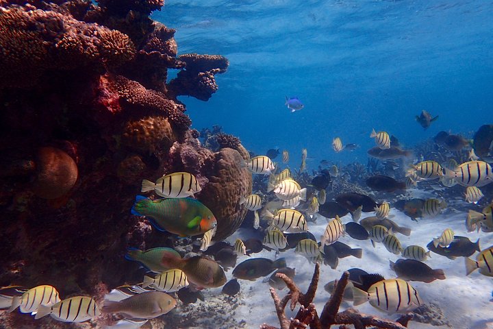 Lagoon Explorer - Ningaloo Reef Kajak- en snorkelavontuur van een hele dag
