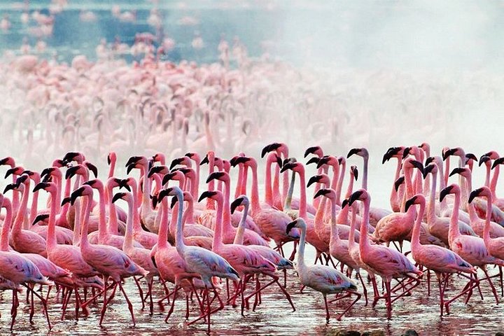 3 jours, 2 nuits Safari - Parc national d'Amboseli et Tsavo West Adventure Safari