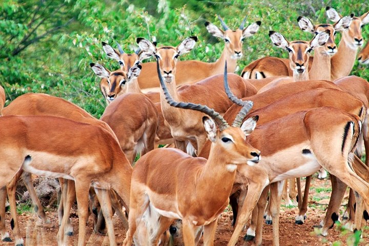 3 jours, 2 nuits Safari - Parc national d'Amboseli et Tsavo West Adventure Safari