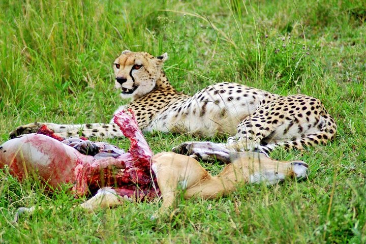 3 jours, 2 nuits Safari - Parc national d'Amboseli et Tsavo West Adventure Safari