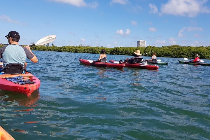 Sarasota Guidad Mangrove Tunnel Kajak Tour