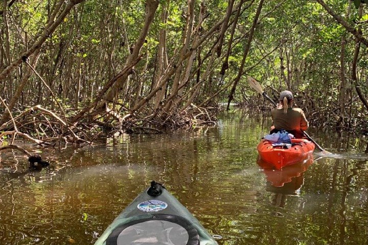 Sarasota Guidad Mangrove Tunnel Kajak Tour
