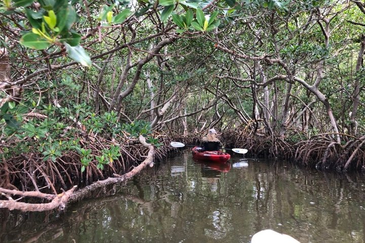 Sarasota Guidad Mangrove Tunnel Kajak Tour