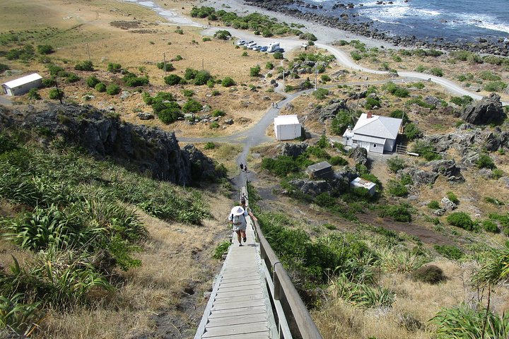 "Pinot til Palliser-tur" - Guidet tur til Cape Palliser med frokost + vinsmagning